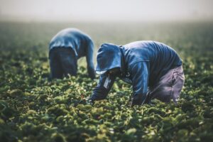 Lavoratori migranti, gli effetti dalla pandemia: "Colpiti in modo sproporzionato"
