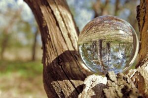 immagine di una piccola sfera di cristallo appoggiata sopra un albero