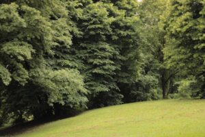 Foto del bosco delle querce di Seveso. Immagine di copertina di un articolo di percorsi di secondo welfare con le riflessioni nate nell’ambito di “Insieme per il Bosco”, progetto che raccoglie memorie collettive fatte di pratiche, relazioni socio-ecologiche e apprendimento sociale sul territorio che nel 1976 venne colpito dal disastro dell’Icmesa.