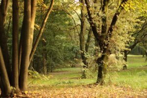 foto del bosco delle querce di Seveso. Immagine di copertina di un articolo di Percorsi di secondo welfare su del progetto “Insieme per il bosco”, che ha permesso di raccogliere memorie collettive fatte di pratiche, di relazioni socio-ecologiche e di apprendimento sociale