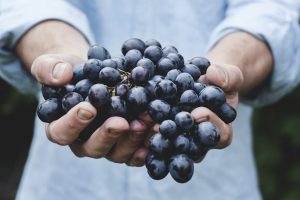 un ragazzo tiene in mano dell'uva. Immagine di copertina dell'articolo pubblicato su Percorsi di Secondo Welfare "Quando coltivare il vino fa bene al territorio, alle comunità e... alla salute mentale" che segnala un pezzo di Welfare e Ergonomia sul progetto Vineyard