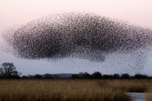 Stormo di storni in volo sopra un canneto